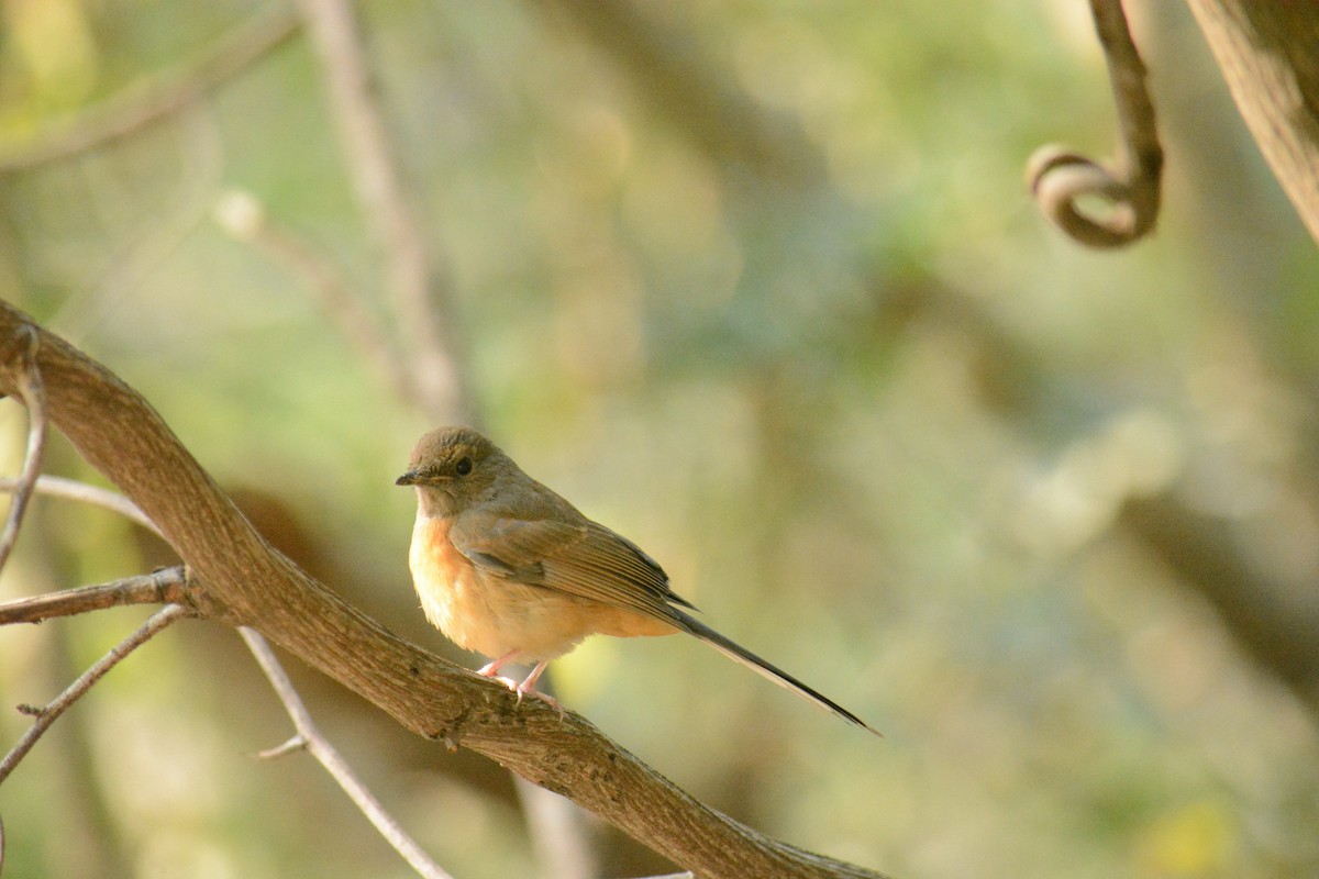 White-rumped Shama - ML613806524