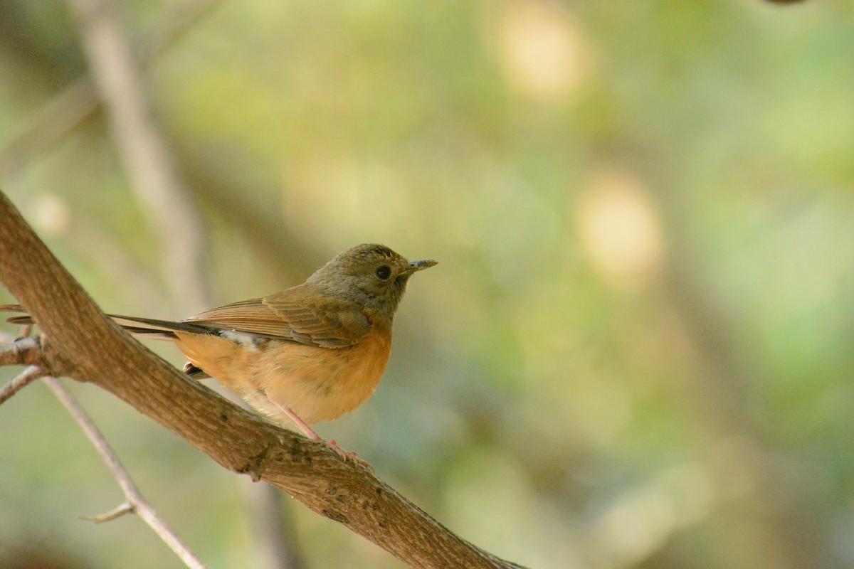 White-rumped Shama - ML613806525