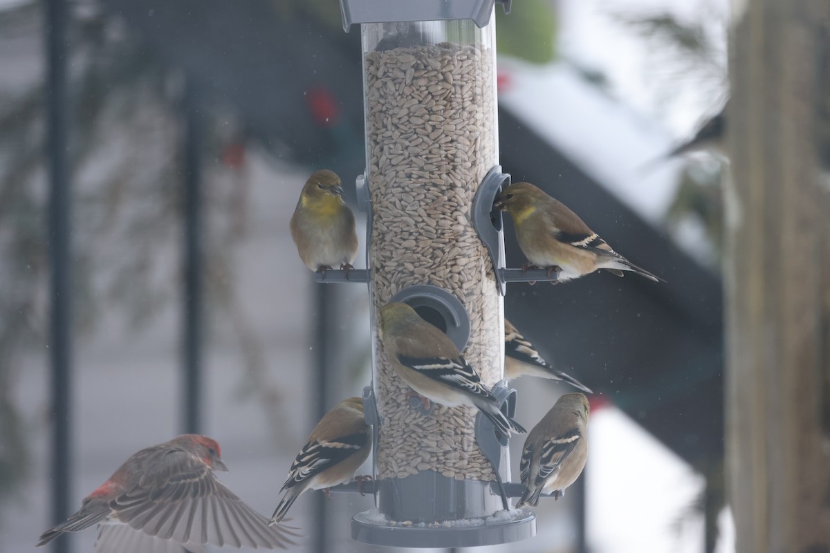 American Goldfinch - Marie Provost