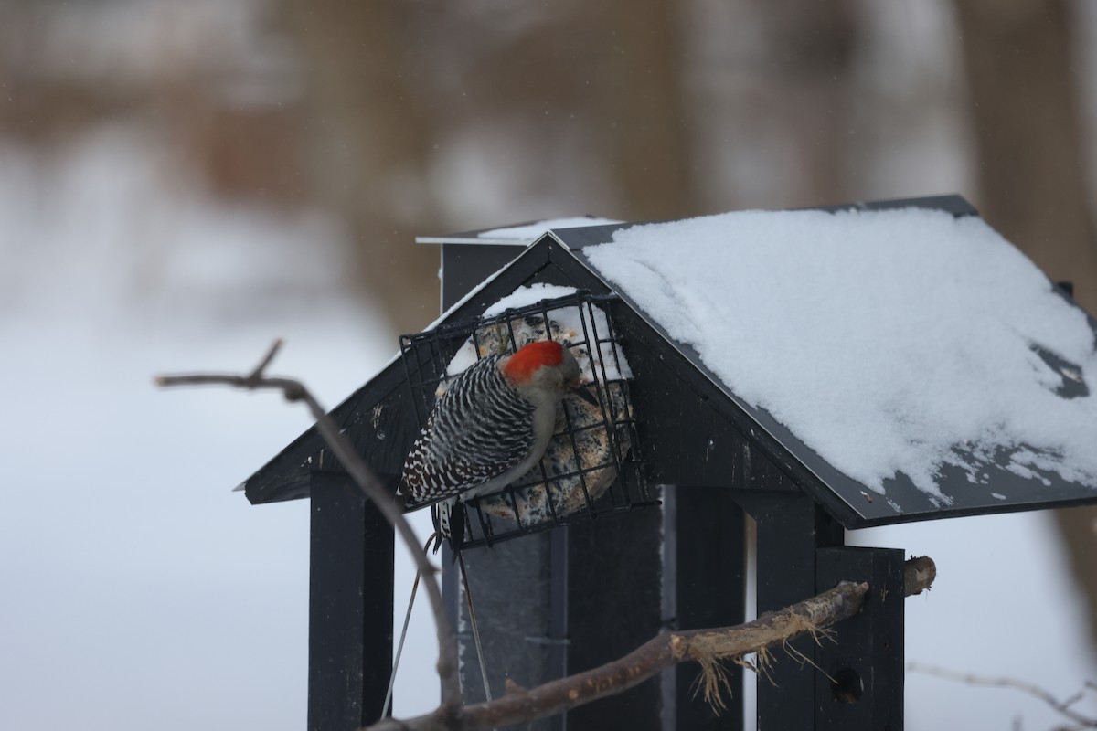 Red-bellied Woodpecker - Marie Provost