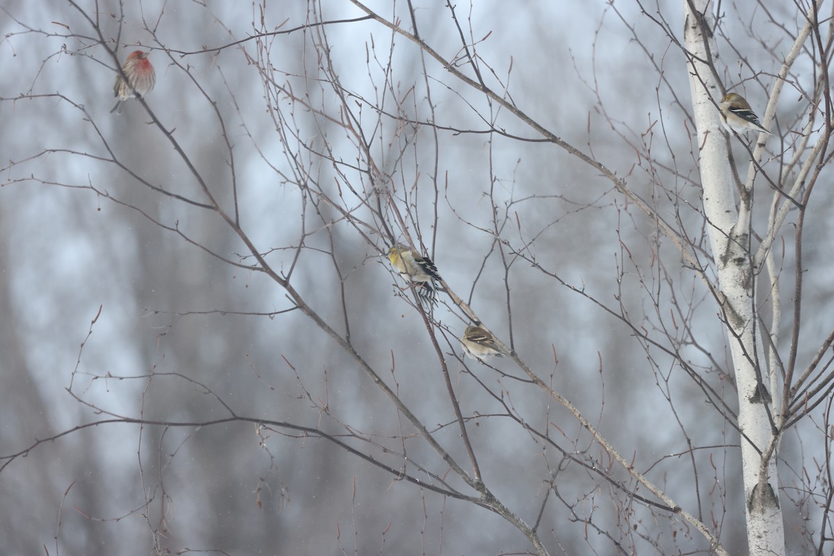 American Goldfinch - Marie Provost