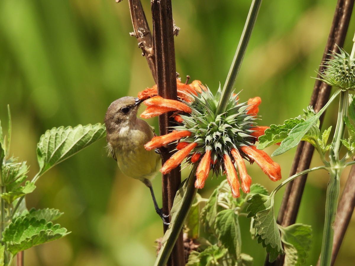 Variable Sunbird - ML613806655