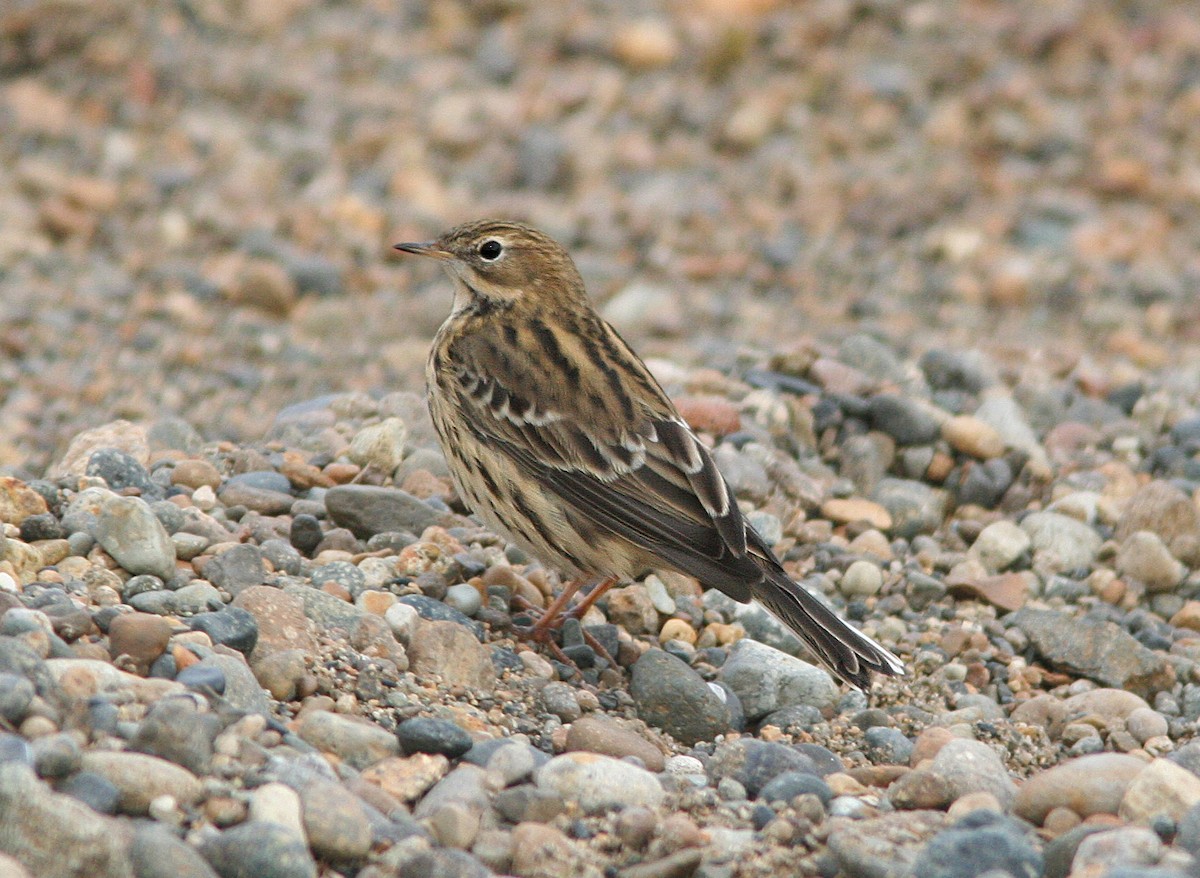 Pipit à gorge rousse - ML613806673