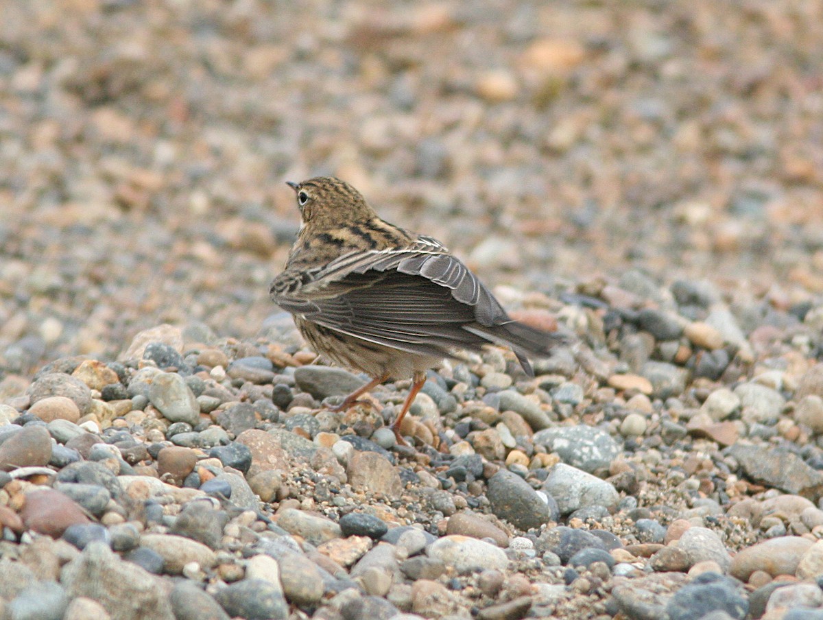 Pipit à gorge rousse - ML613806674