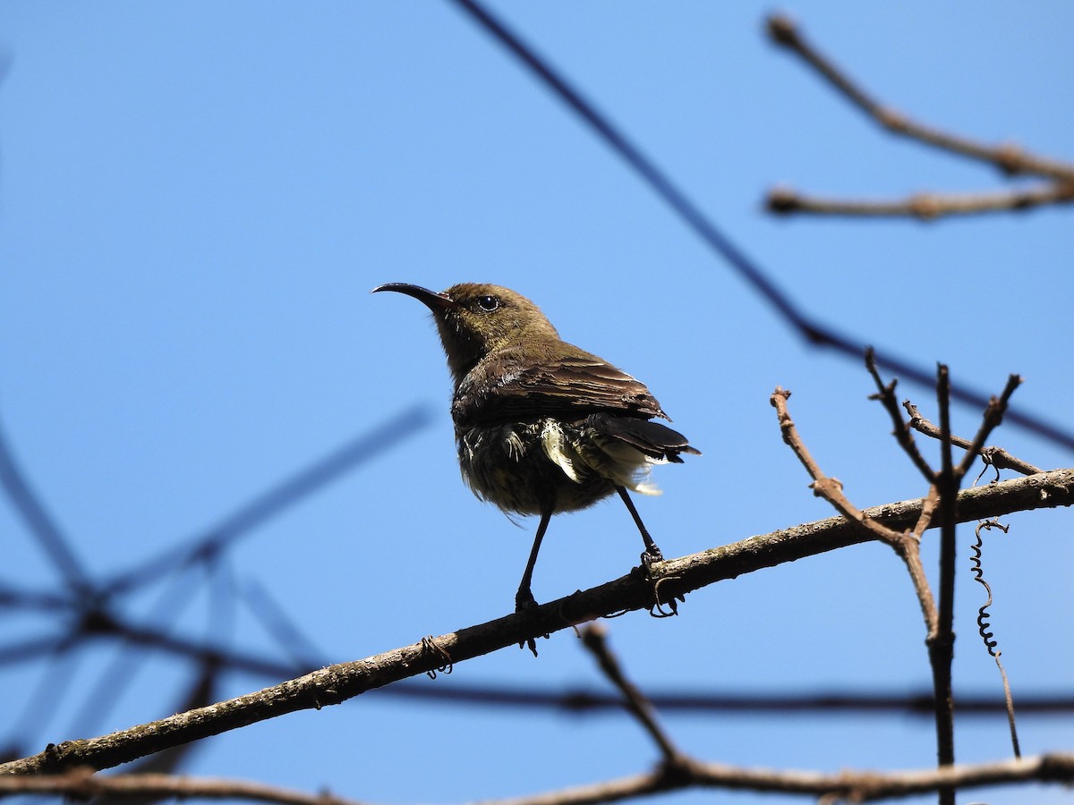 Variable Sunbird - ML613806691