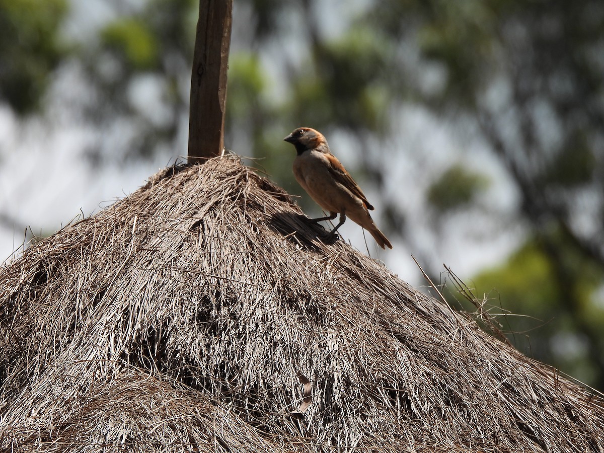 Kenya Rufous Sparrow - ML613806740