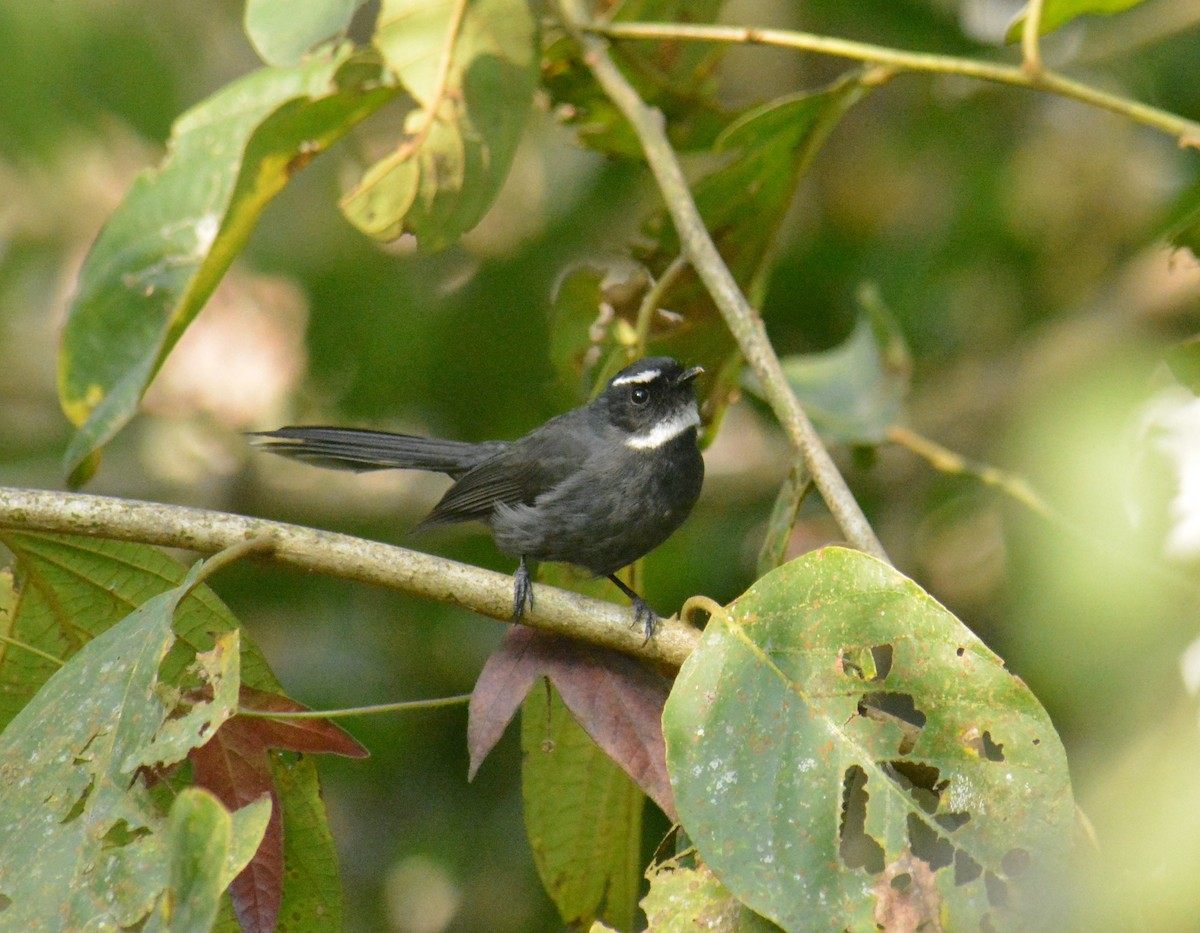 White-throated Fantail - ML613806742