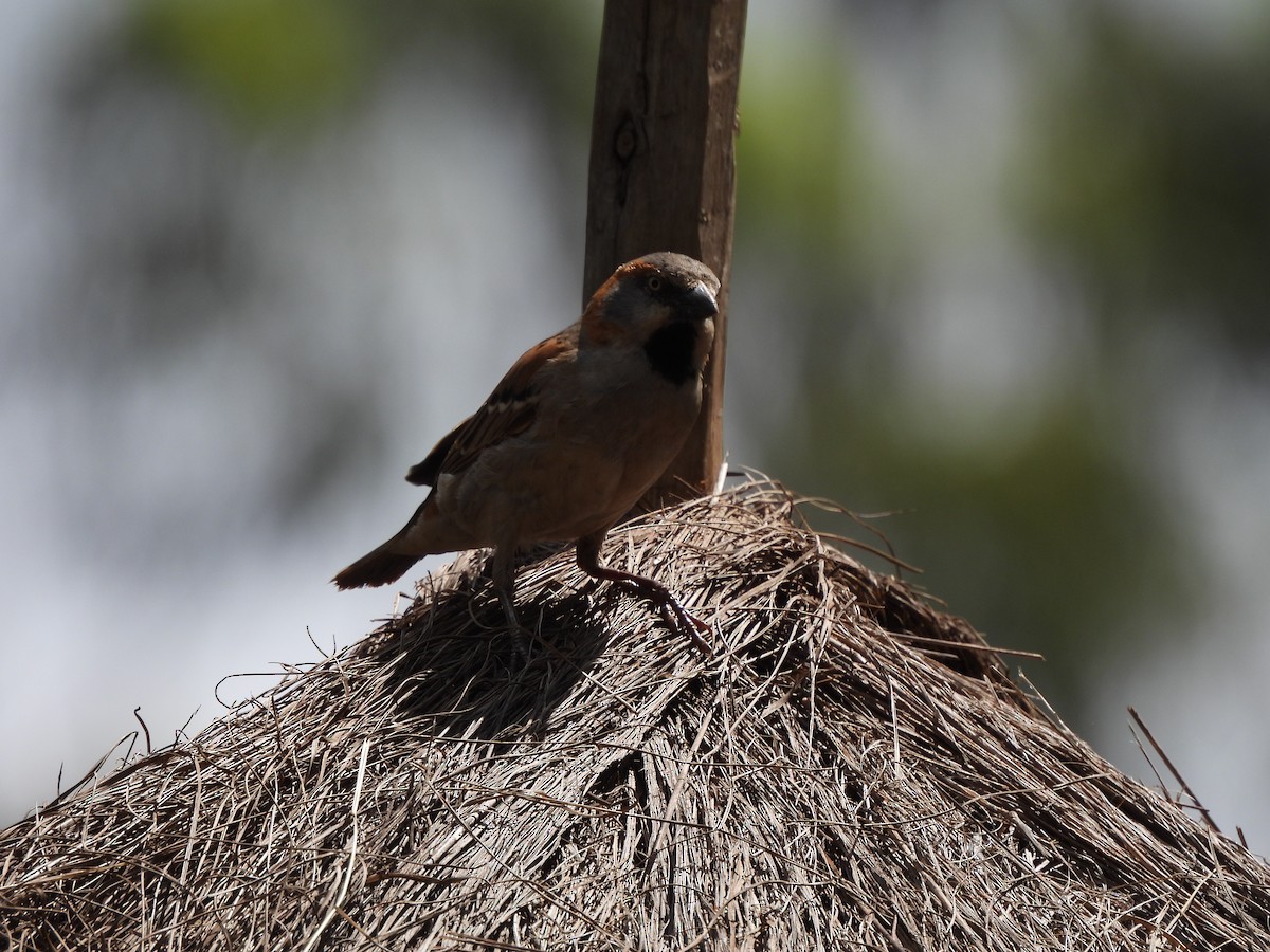 Kenya Rufous Sparrow - ML613806753