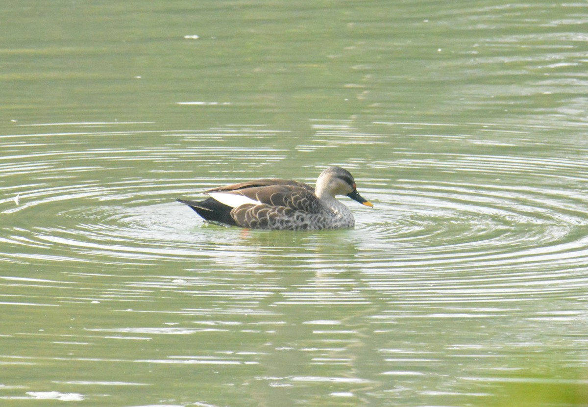 Indian Spot-billed Duck - ML613806773