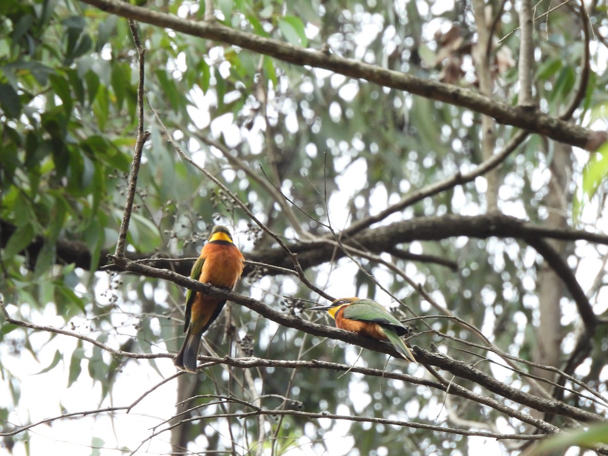 Cinnamon-chested Bee-eater - ML613806780