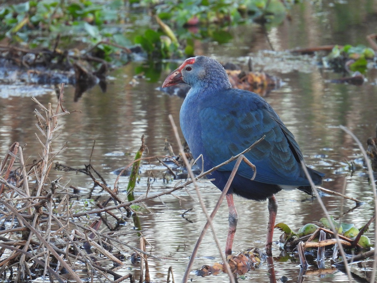 Gray-headed Swamphen - Klenisson Brenner