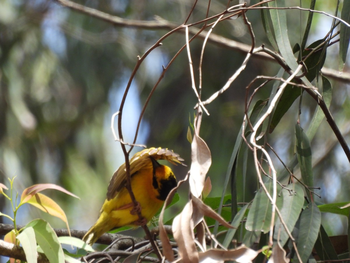 Baglafecht Weaver - ML613806865