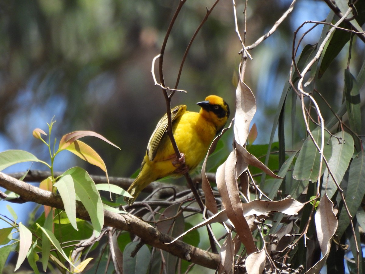 Baglafecht Weaver - ML613806866