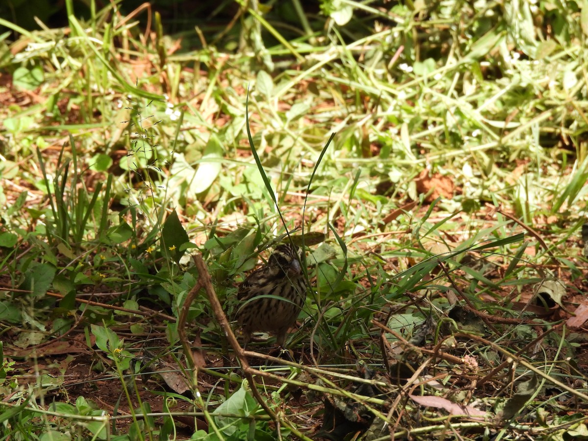 Streaky Seedeater - ML613806896
