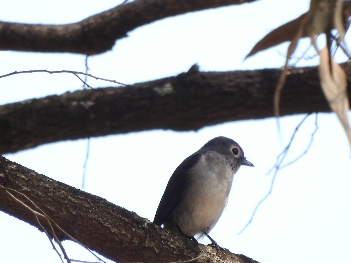 White-eyed Slaty-Flycatcher - ML613806958