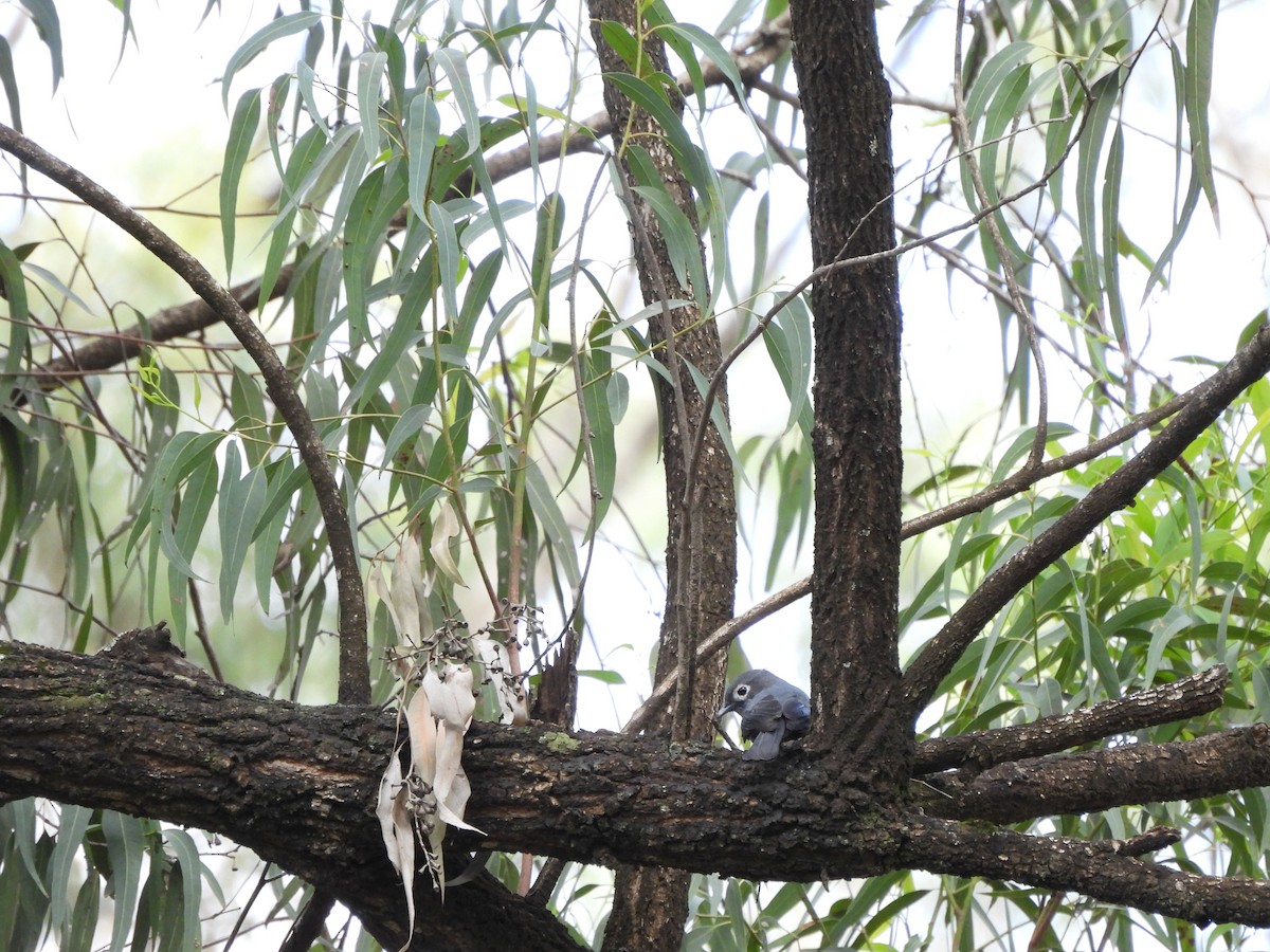 White-eyed Slaty-Flycatcher - ML613806959