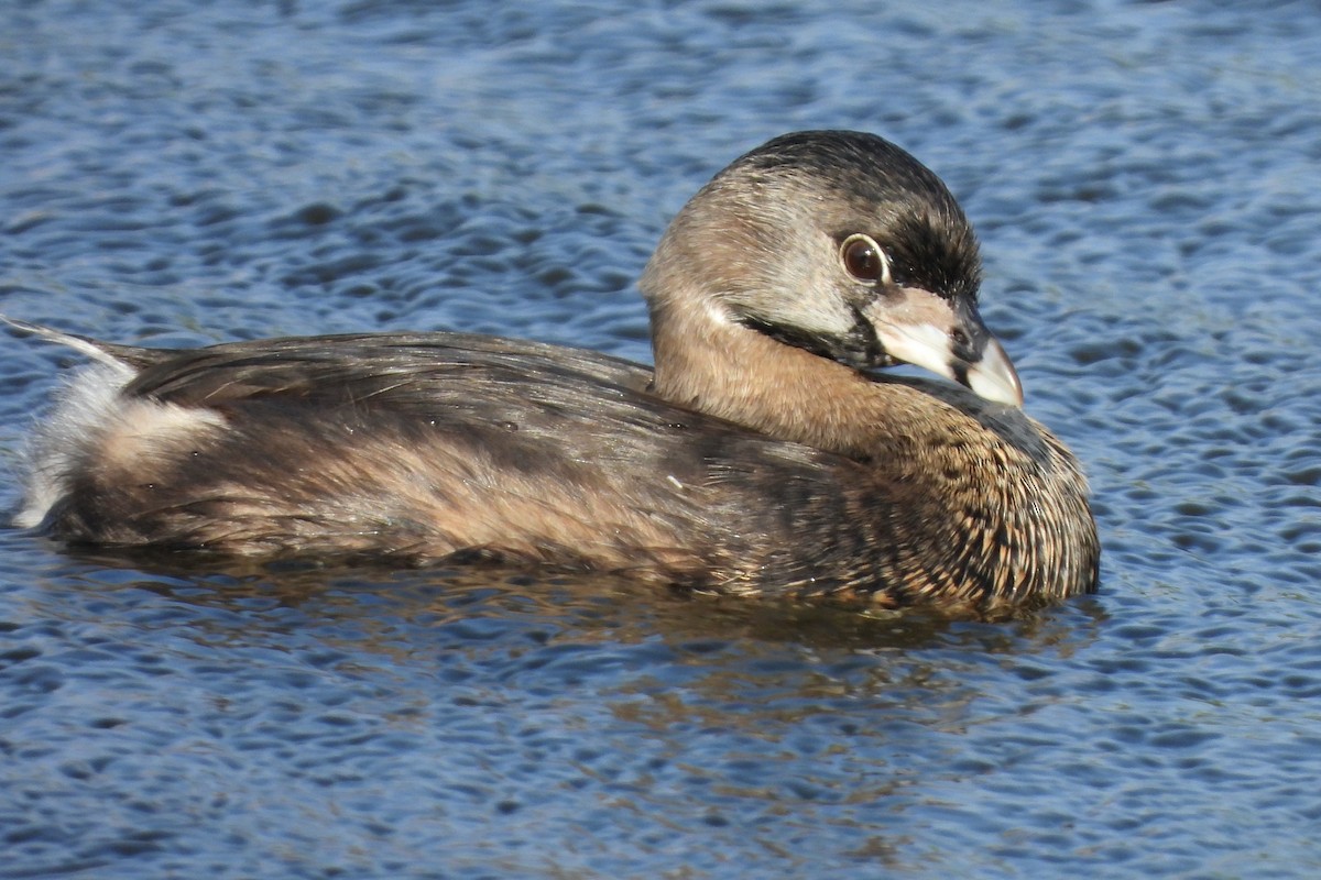 Pied-billed Grebe - ML613807029