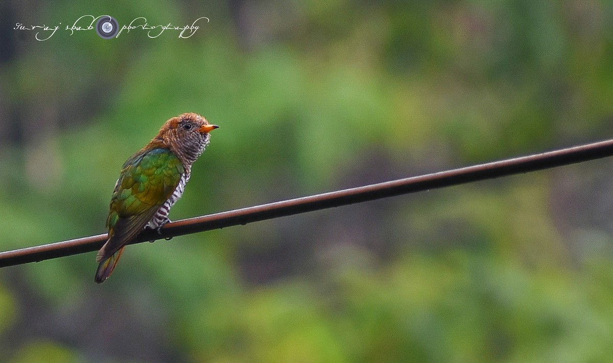 Asian Emerald Cuckoo - Suraj shah