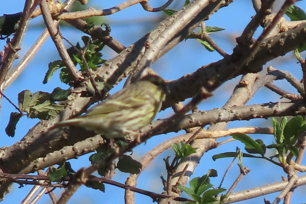 European Serin - Rosa Benito Madariaga