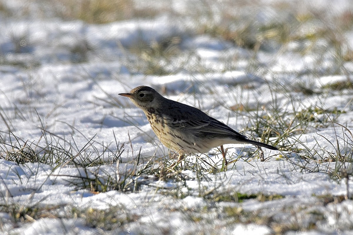 American Pipit - ML613807174