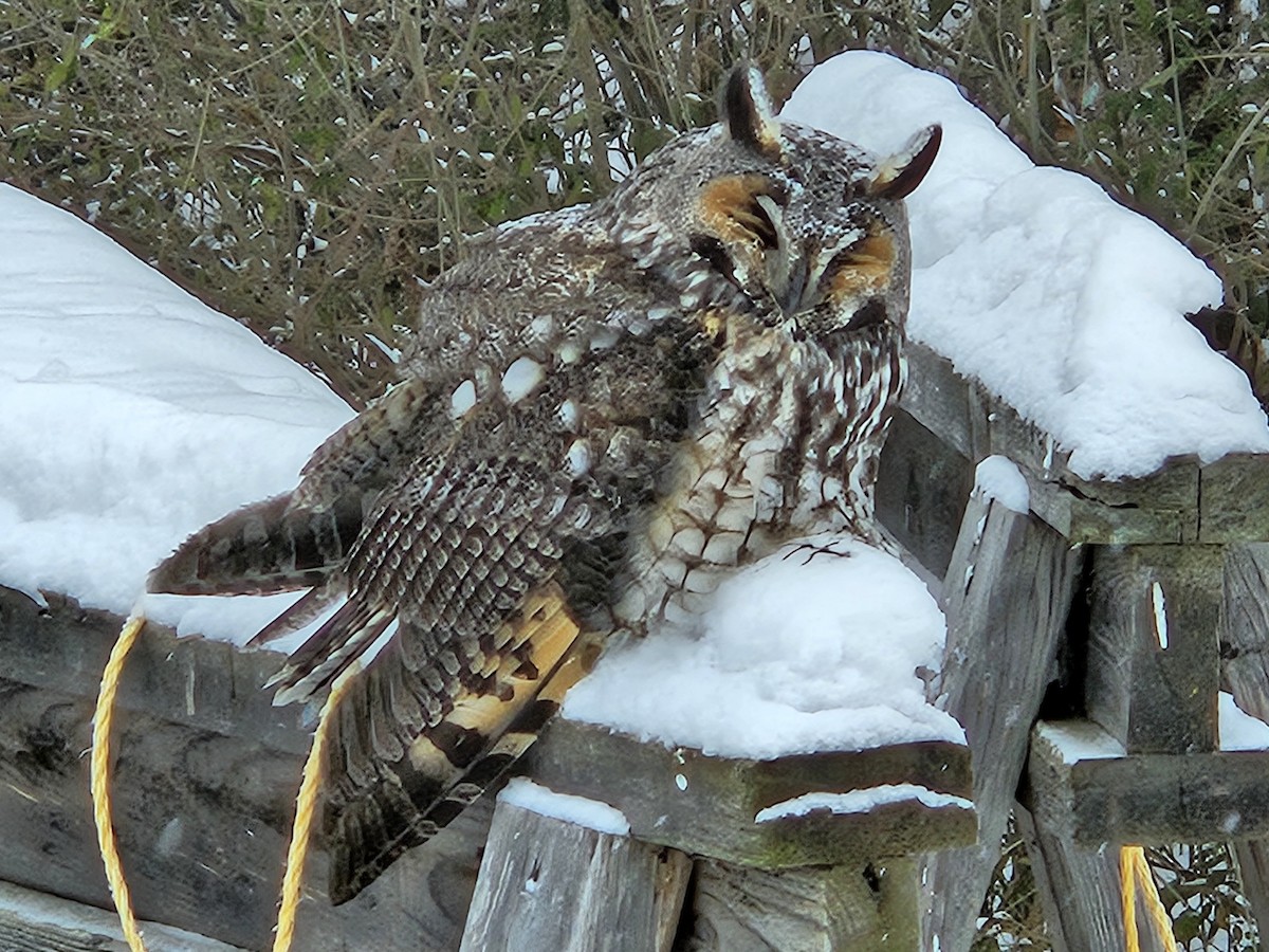 Long-eared Owl - ML613807205