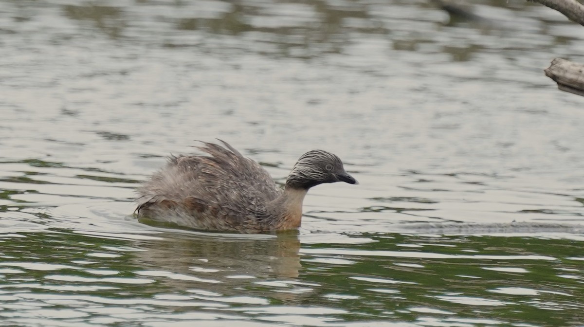 Hoary-headed Grebe - Reinhard Beatty