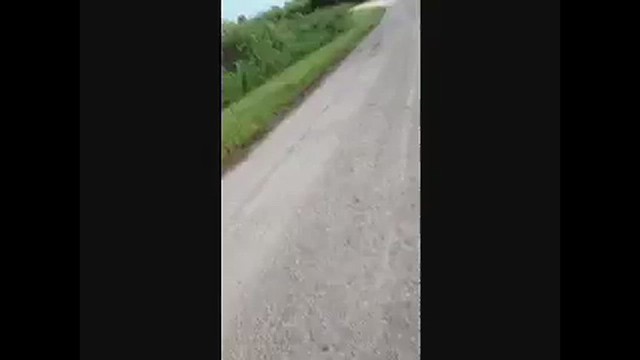 Alder Flycatcher - ML613807232