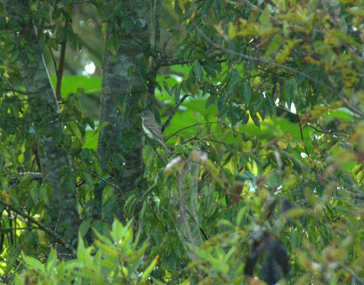 Alder Flycatcher - ML613807239