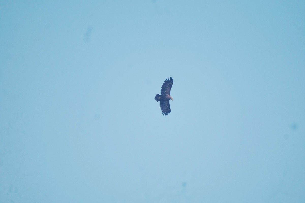 Greater Spotted Eagle - ML613807242