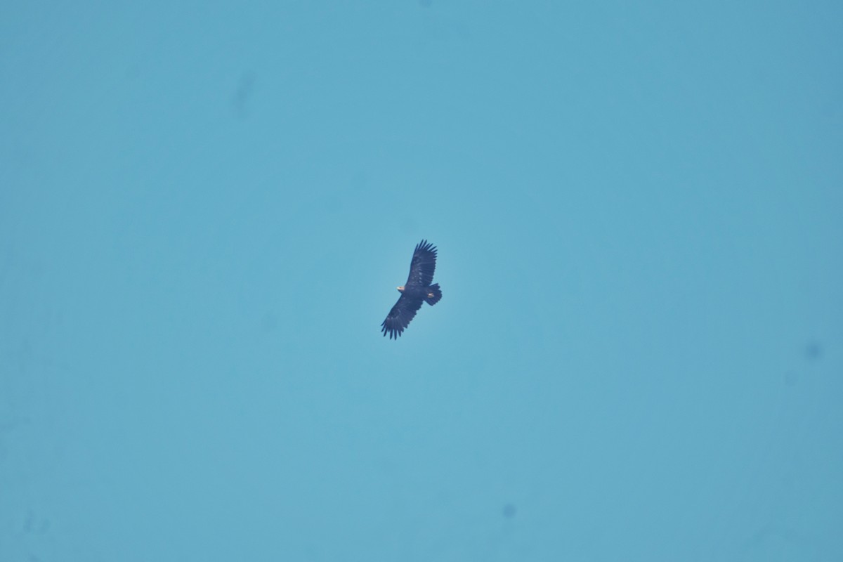 Greater Spotted Eagle - ML613807271