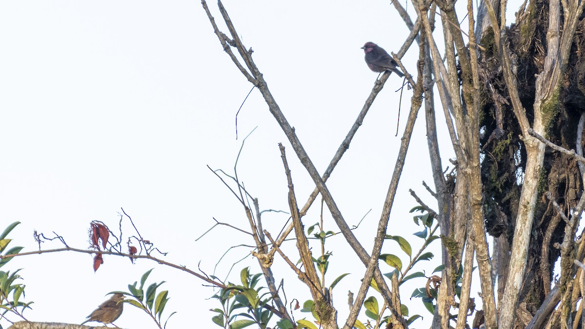 Dark-breasted Rosefinch - ML613807304