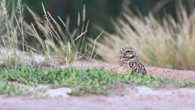 Burrowing Owl - ML613807364