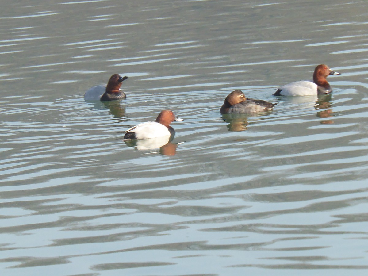 Common Pochard - ML613807399