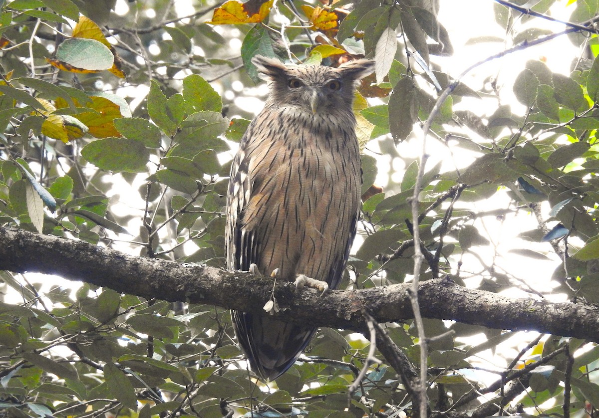 Brown Fish-Owl - Gargi Mishra