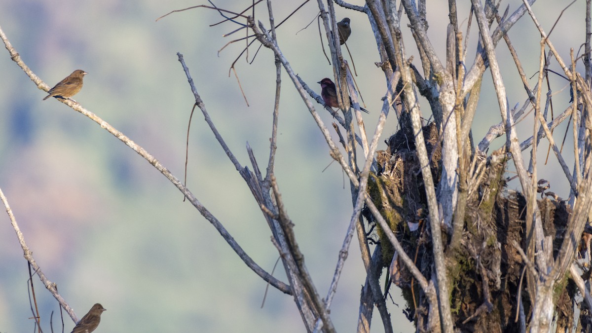 Dark-breasted Rosefinch - ML613807515