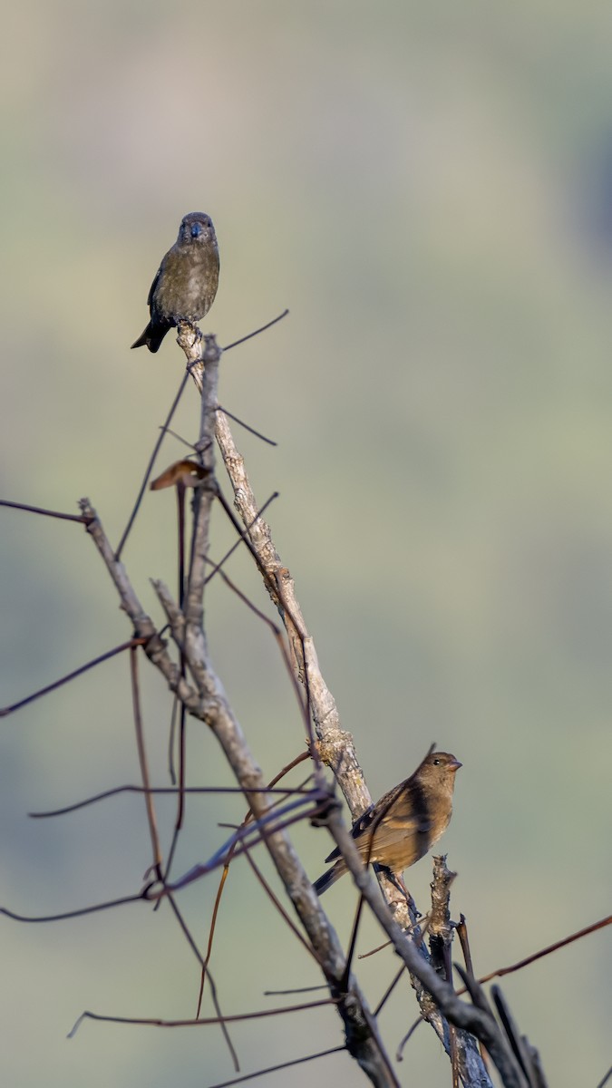 Dark-breasted Rosefinch - ML613807580