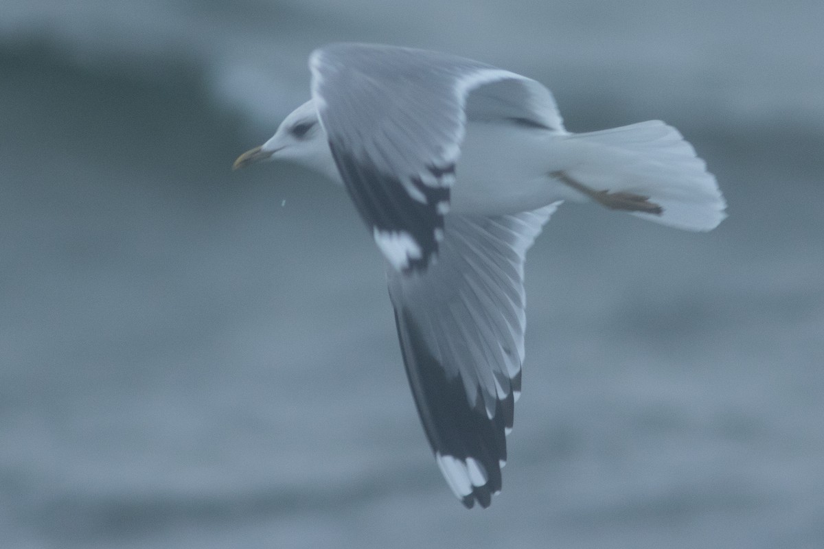 Common Gull - ML613807623