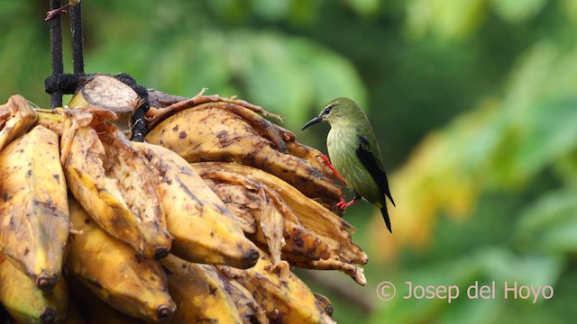 Red-legged Honeycreeper - ML613807637