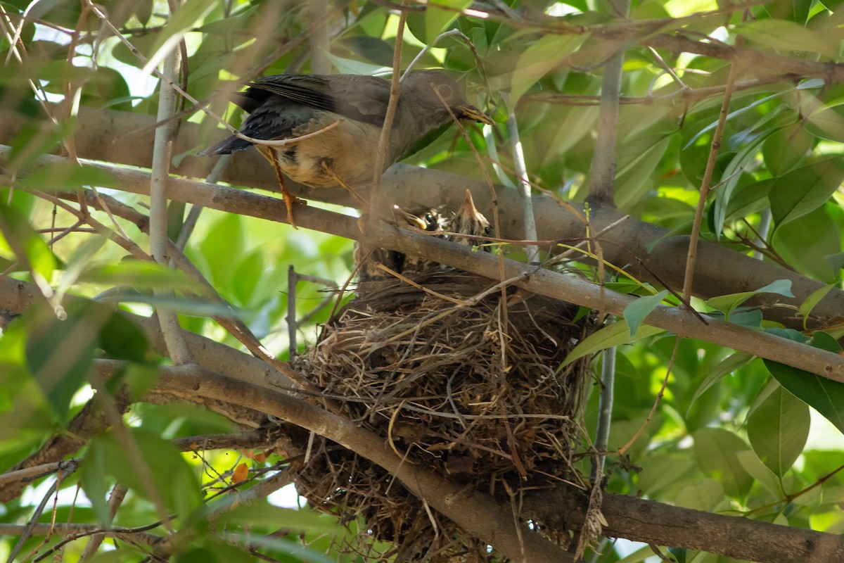 Austral Thrush (Magellan) - Ariel Cabrera Foix