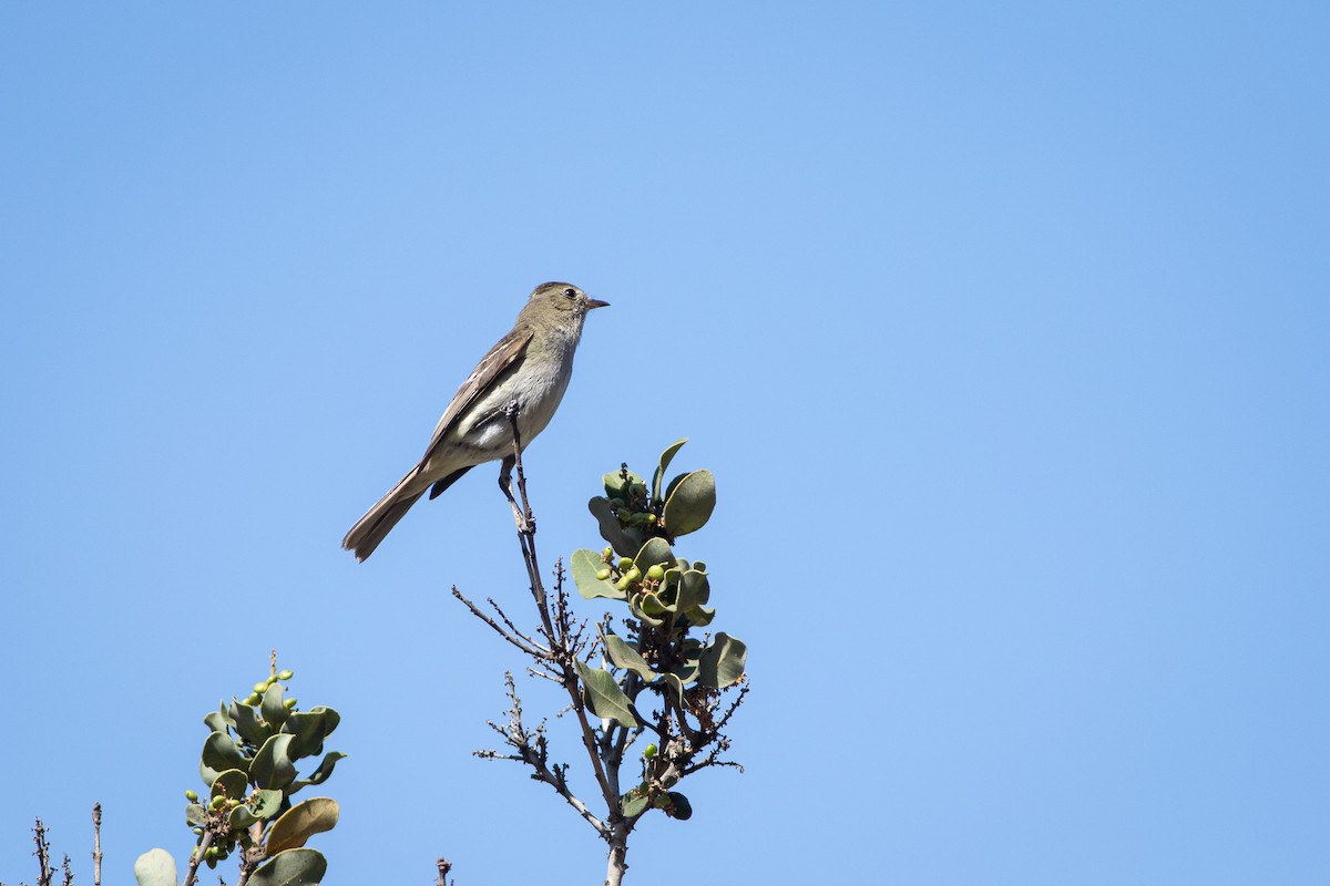 White-crested Elaenia (Chilean) - Ariel Cabrera Foix