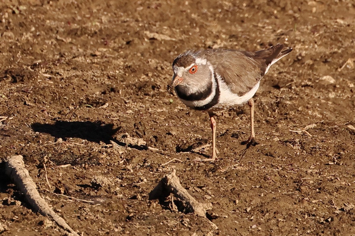 Three-banded Plover - ML613807687