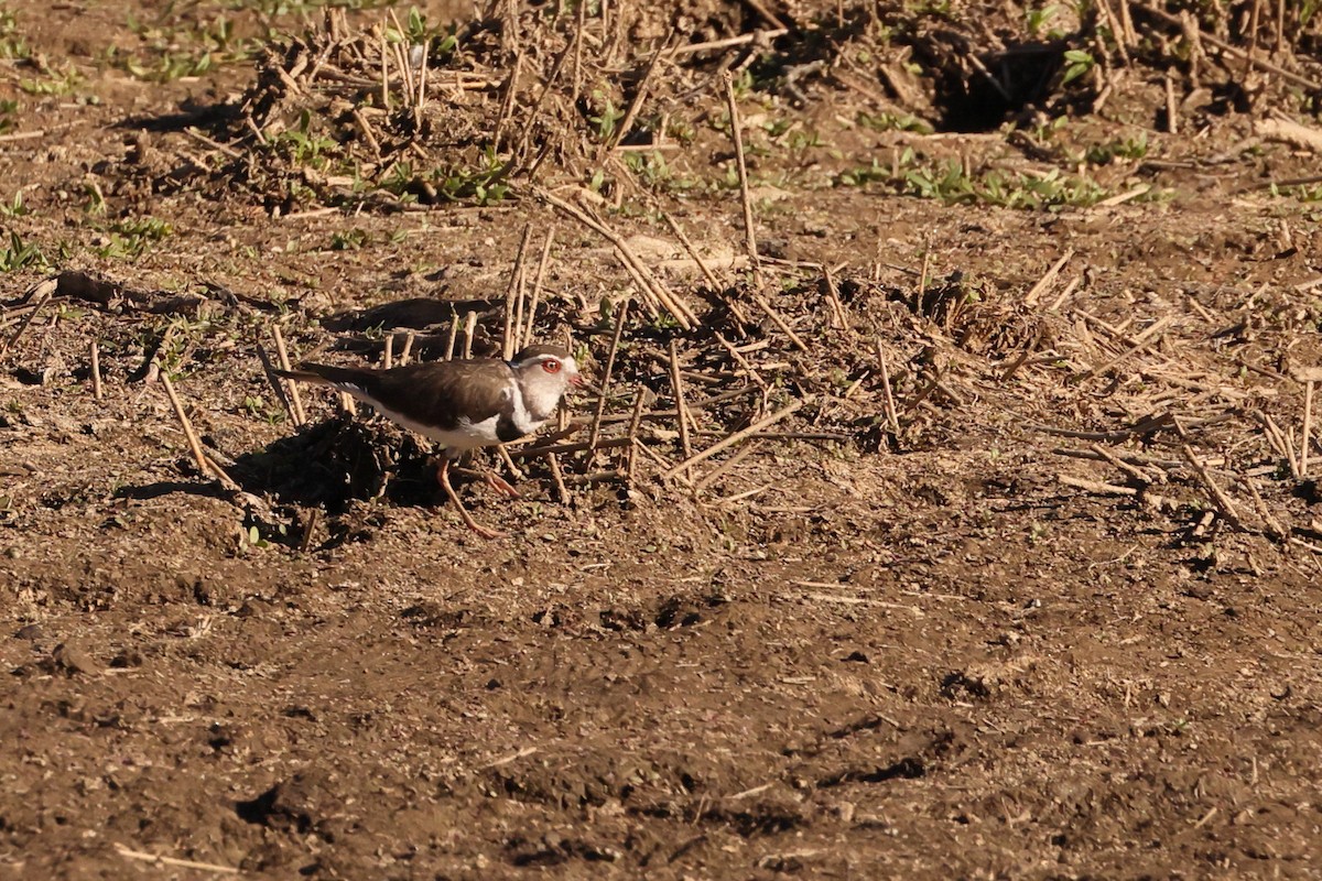 Three-banded Plover - ML613807688