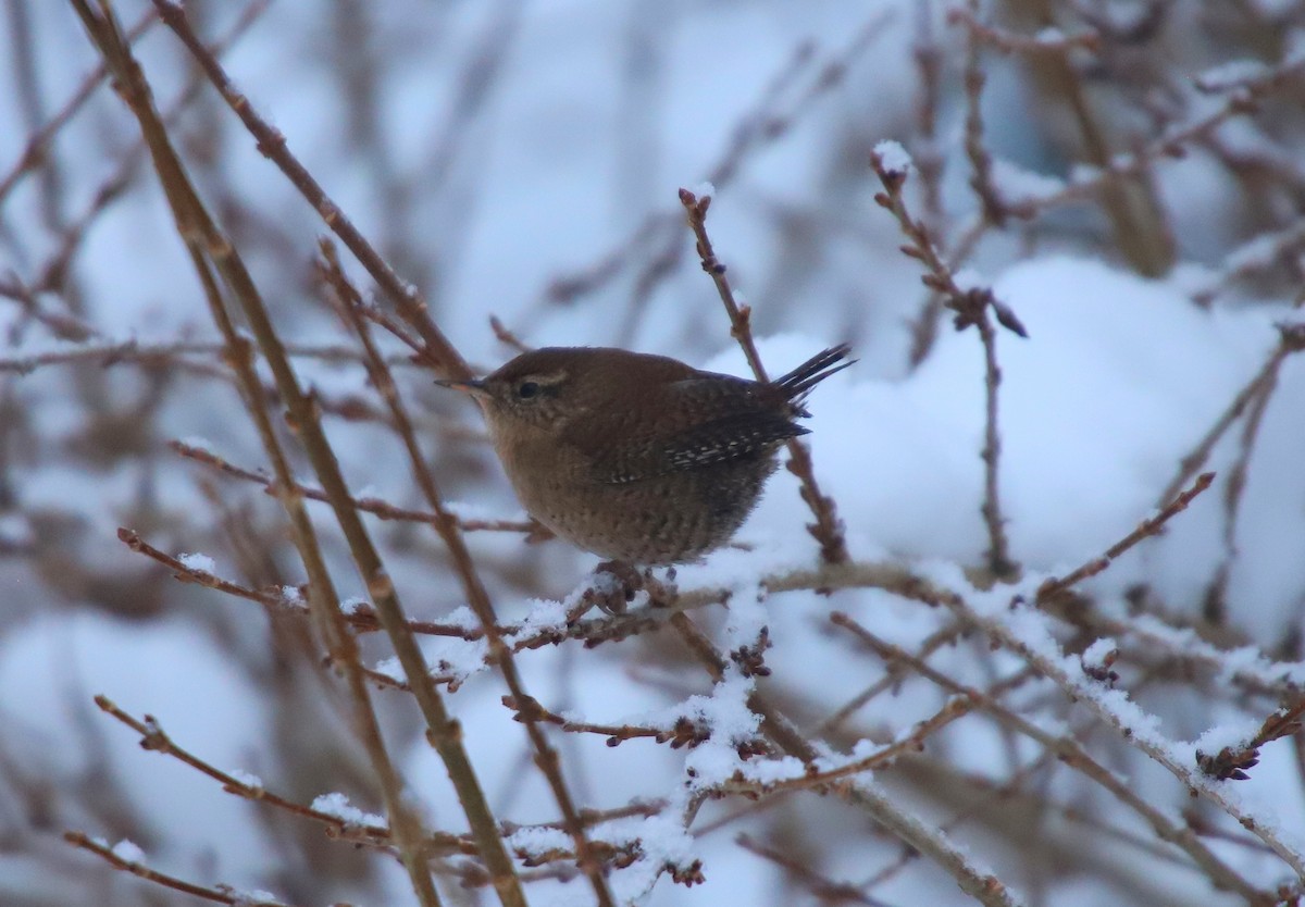 Eurasian Wren - ML613807690