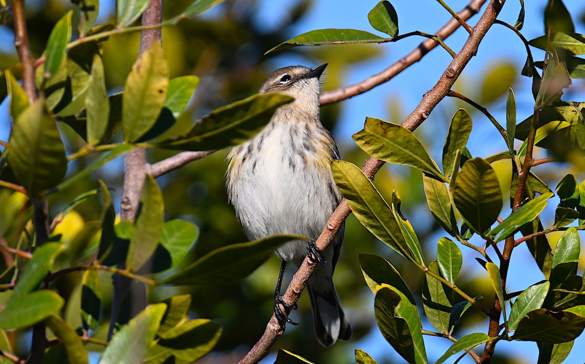 Yellow-rumped Warbler - ML613807729