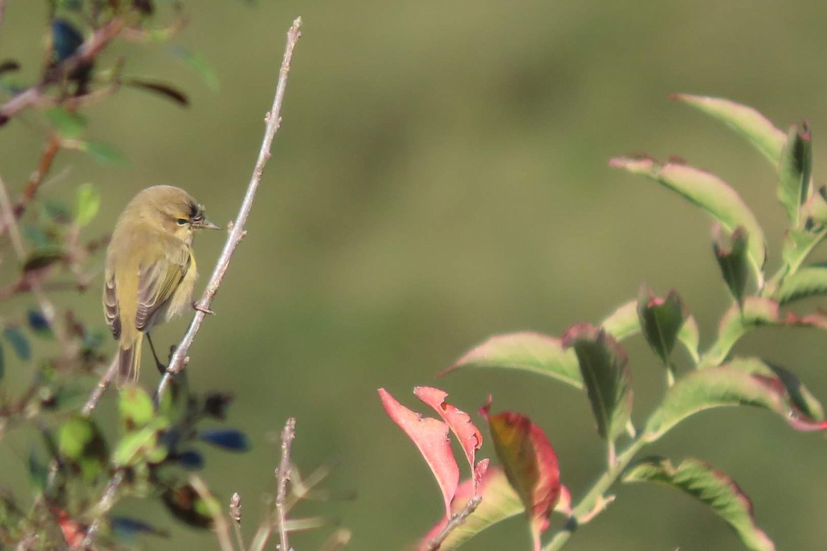 Common Chiffchaff - ML613807782