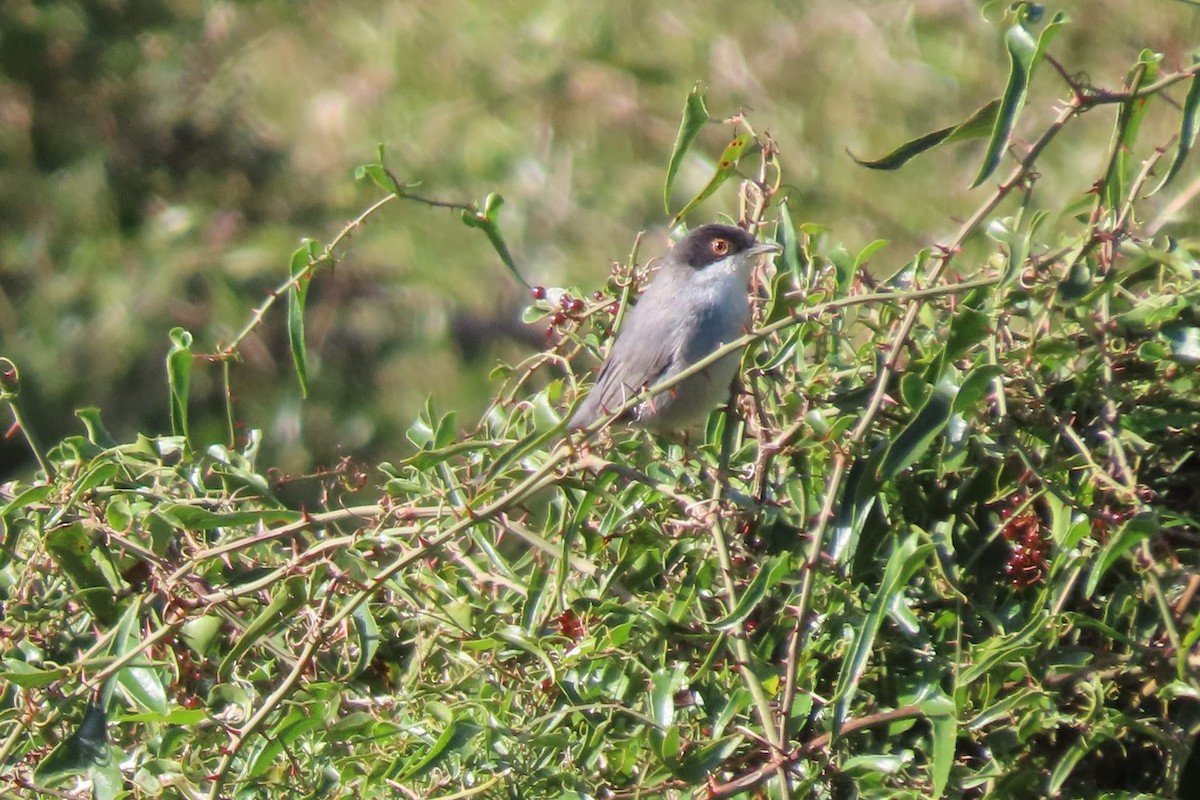 Sardinian Warbler - ML613807788