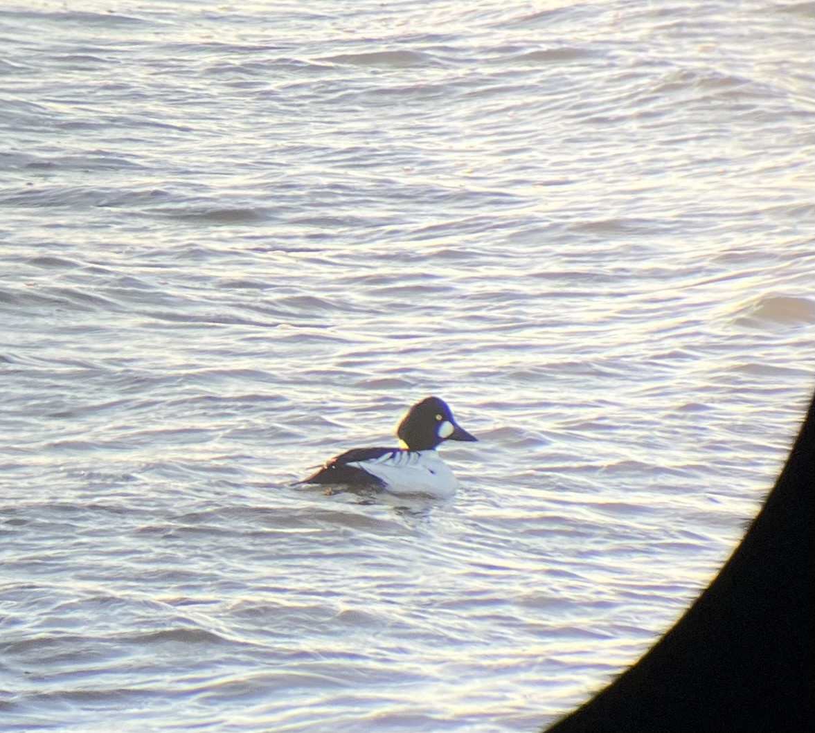 Common Goldeneye - ML613807801