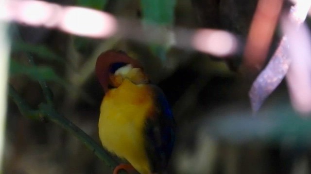 黑背三趾翠鳥 - ML613807868