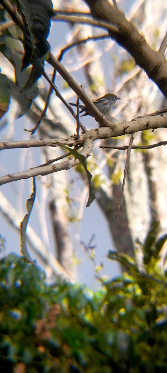 Chestnut-sided Warbler - ML613807944