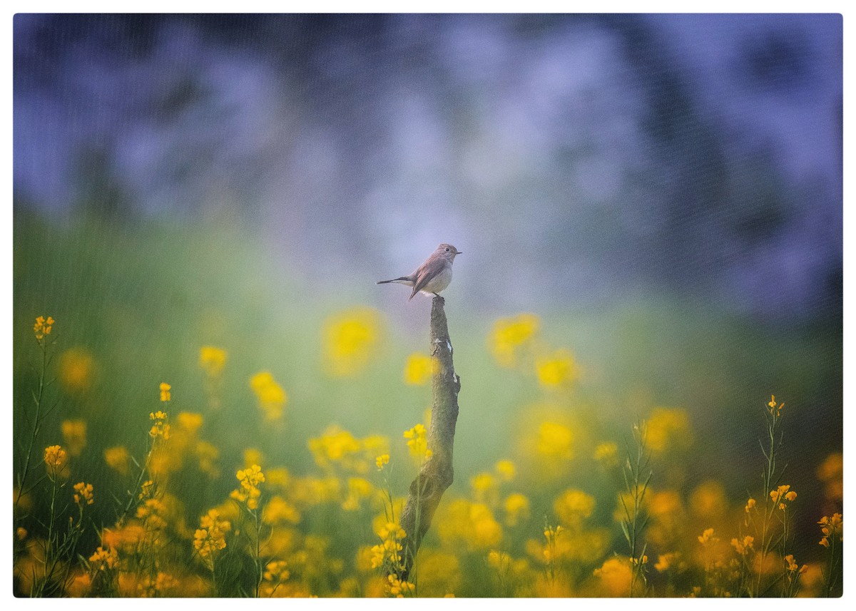 Taiga Flycatcher - ML613807982